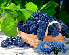 Купити Живопис по номерам. Виноград в кошику  в Україні