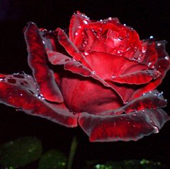 Купити Набір алмазної вишивки. Червона троянда в росі  в Україні