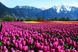 Картина з страз. Пейзаж з тюльпанами, Без підрамника, 60 х 40 см