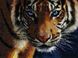 Набір для мозаїки камінням Погляд тигра, Без підрамника, 38,5 х 49 см