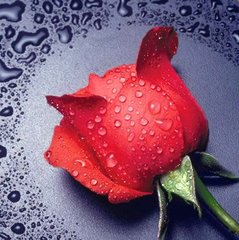 Купить Алмазная мозаика Красная роза  в Украине