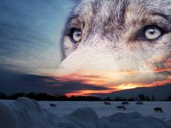 Купить Картина алмазами по номерам. Выразительный взгляд волка  в Украине