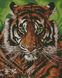 Мозаика по номерам (на подрамнике). Непобедимый тигр, С подрамником, 40 х 50 см