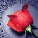 Алмазна мозаїка Червона троянда, Без підрамника, 22 х 24