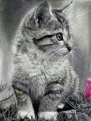 Купить Набор алмазной мозаики. Серый котенок монохром (30х40см, квадратные камешки, полная выкладка полотна) выкладка алмазами по номерам  в Украине
