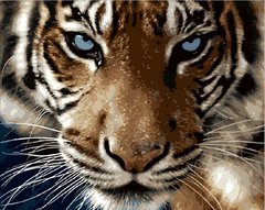 Купити Картина за номерами. Погляд тигра  в Україні