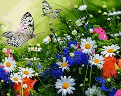 Купить Картина по номерам. Цветочное поле и бабочки  в Украине