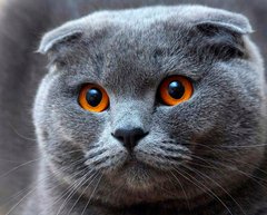 Купити Вишивка камінням за номерами Висловухий кіт  в Україні
