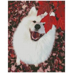 Купить Алмазная картина на подрамнике "Белый пес", размером 40х50 см (круглые камешки)  в Украине