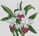 Алмазная мозаика Орхидея каттлея, Без подрамника, 42 х 45 см