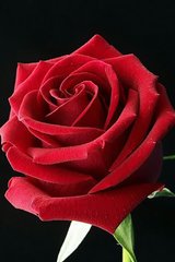 Купити Вишивка камінням за номерами Бутон троянди 2  в Україні