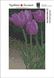 Картина из мозаики. Сиреневые тюльпаны, Без подрамника, 25 х 15 см