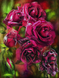 Алмазная мозаика (набор для выкладки). Удивительные розы 60 х 45 см, Без подрамника, 60 х 45 см