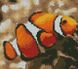Алмазна мозаїка Риба клоун, Без підрамника, 20 х 18