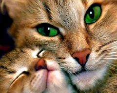 Купить Набор алмазной мозаики 40х50 см. Кошка с котёнком (мозаика по номерам на холсте) квадратные камешки, полная выкладка холста  в Украине