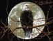Алмазная вышивка Орел под луной, Без подрамника, 39 х 49 см