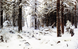 Алмазна мозаїка. Зимовий ліс. Художник Shishkin Ivan 80 х 50 см, Без підрамника, 80 х 50 см