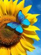 Купити Алмазна мозаїка. Метелик на соняху  в Україні