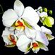 Набір алмазної вишивки. Біла орхідея-3, Без підрамника, 40 х 40 см