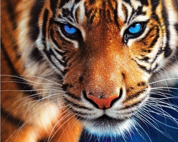 Купить Алмазная мозаика на подрамнике. Сила тигра  в Украине