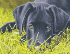 Купить Картина по номерам. Грустный пёс  в Украине