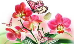 Купить Набор алмазной вышивки. Орхидея и бабочки  в Украине