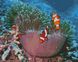 Алмазная мозаика по номерам круглыми камешками. Океанические рыбки (на подрамнике), С подрамником, 40 x 50 см