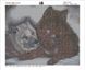 Картина из мозаики. Волки Инь и Янь, Без подрамника, 50 х 40 см
