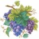 Алмазная мозаика Гроздь винограда, Без подрамника, 26 х 26 см