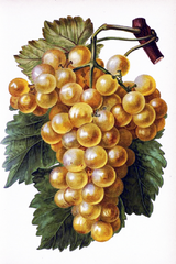 Купити Алмазна мозаїка. Грона винограду 30 х 20 см  в Україні