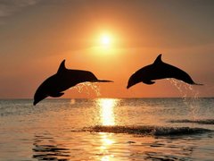 Купить Алмазная мозаика Дельфины на закате  в Украине