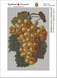 Алмазна мозаїка. Грона винограду 30 х 20 см, Без підрамника, 30 х 20 см