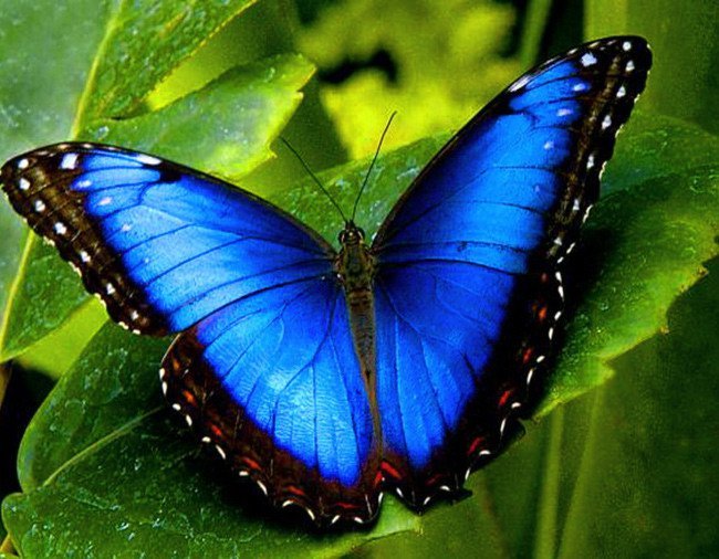 Купить Алмазная мозаика на подрамнике. Красота бабочки Морфо  в Украине