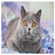 Алмазная мозаика с круглым камнем. Заинтересованная серая кошка (на подрамнике, 50 х 50 см), С подрамником, 50 х 50 см