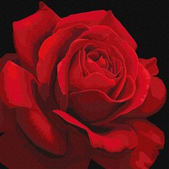 Купити Набір для малювання по цифрам. Червона троянда ©annasteshka  в Україні