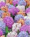 Картина за номерами Різнобарвні гіацинти, Без коробки, 40 х 50 см