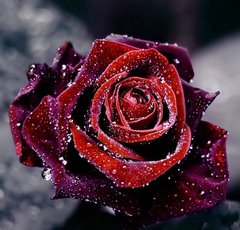 Купити Вишивка камінням за номерами Роса на троянді  в Україні