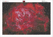 Алмазна мозаїка. Чарівна троянда (червона) 75 х 50 см, Без підрамника, 75 х 50 см