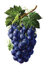 Купити Картина з мозаїки. Гроно винограду  в Україні