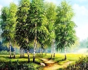 Купить Алмазная мозаика на подрамнике. Березовая опушка леса  в Украине
