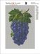 Картина з мозаїки. Гроно винограду, Без підрамника, 30 х 20 см
