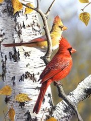 Купити Пара пташок кардиналів  в Україні