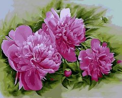 Купить Картина по номерам. Розовые пионы  в Украине