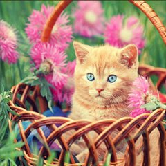 Купить Алмазная картина на подрамнике, набор для творчества. Рыжий котенок в корзине размером 30х30 см (круглые камешки)  в Украине