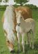 Алмазная мозаика Лошадь с жеребенком, Без подрамника, 39 х 55 см